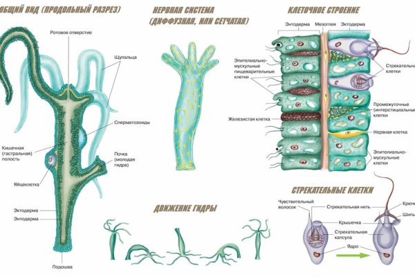 Слив аккаунтов hydra blacksprut omg