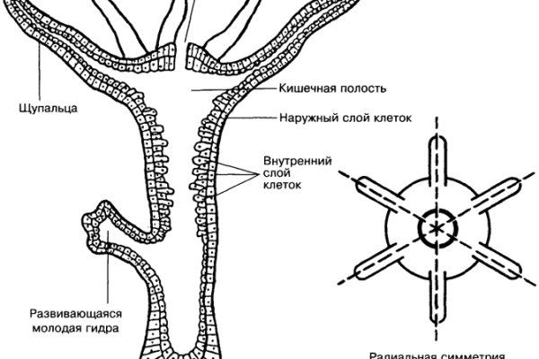 Bs gl ссылка